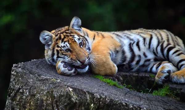 Τίγρη Της Βεγγάλης Στο Σαφάρι — Φωτογραφία Αρχείου