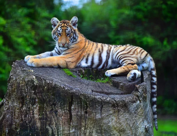 Tiger Von Bengal Auf Der Safari — Stockfoto