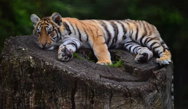 Tigre Bengale Dans Safari — Photo