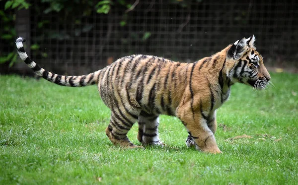 Tygrys Bengalski Safari — Zdjęcie stockowe