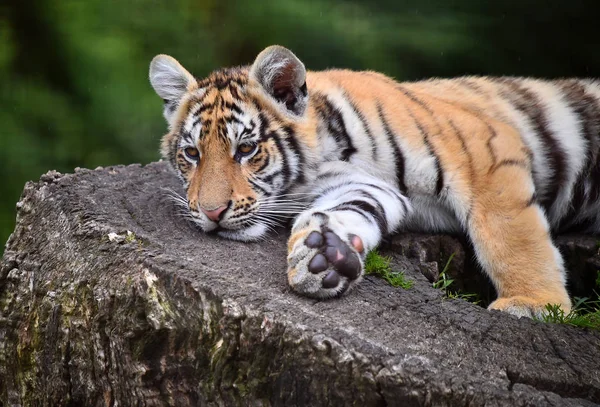 Tigre Bengale Dans Safari — Photo