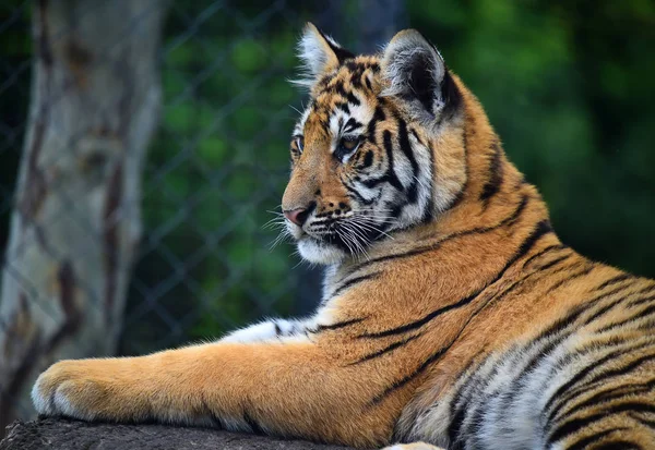 Tiger Bengal Safari — Stockfoto