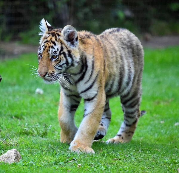 Tigre Del Bengala Nel Safari — Foto Stock
