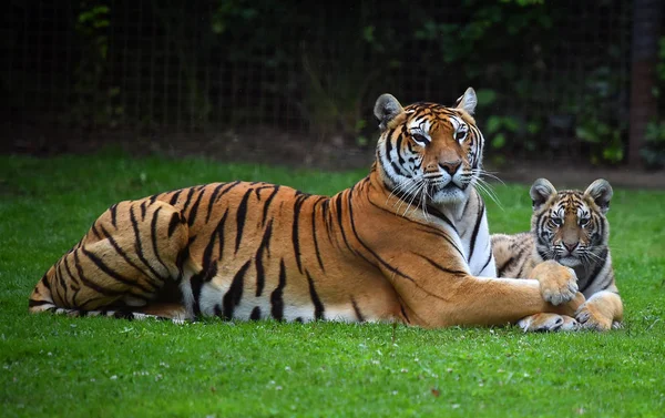 在野生动物园的孟加拉虎 — 图库照片
