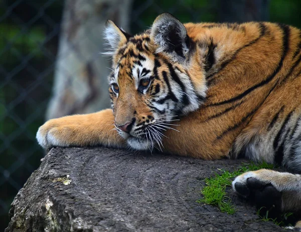 Tigre Bengala Safari — Foto de Stock