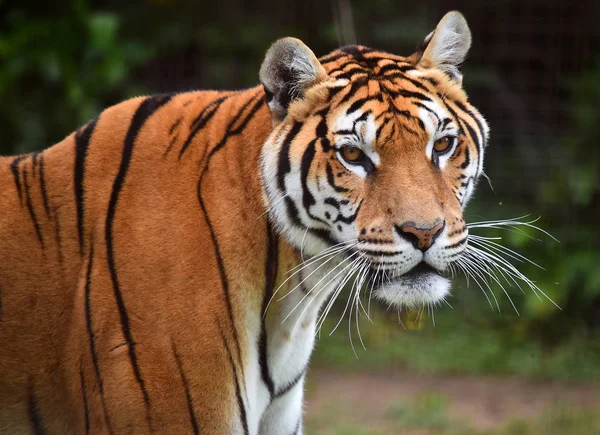 Tijger Van Bengalen Safari — Stockfoto