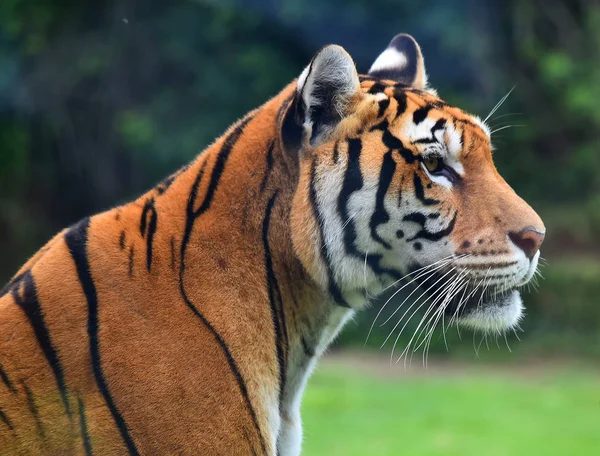 Τίγρη Της Βεγγάλης Στο Σαφάρι — Φωτογραφία Αρχείου
