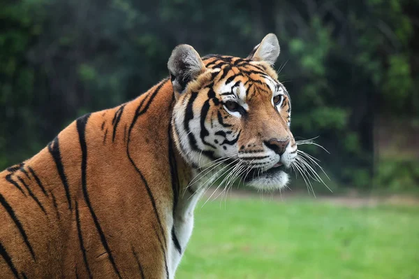 Boos Tijger Safari — Stockfoto