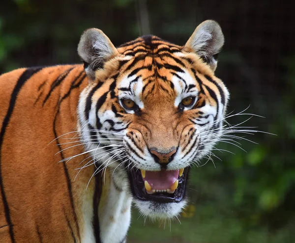 Tigre Enojado Safari —  Fotos de Stock