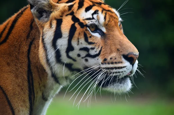 Boos Tijger Safari — Stockfoto