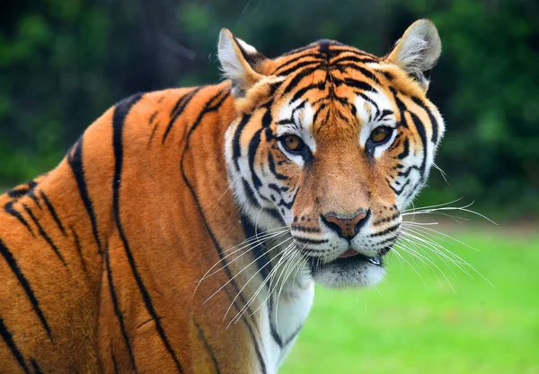 Tigre Enojado Safari —  Fotos de Stock