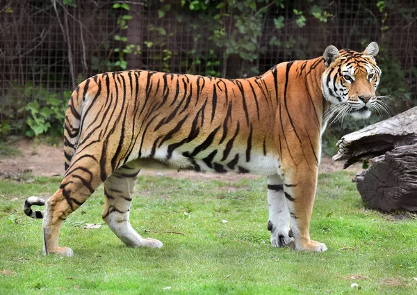 Tigre Enojado Safari — Foto de Stock