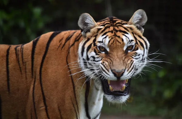 angry tiger in safari