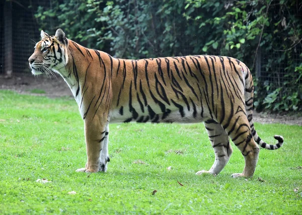 angry tiger in safari