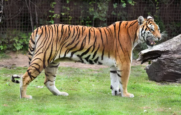 angry tiger in safari