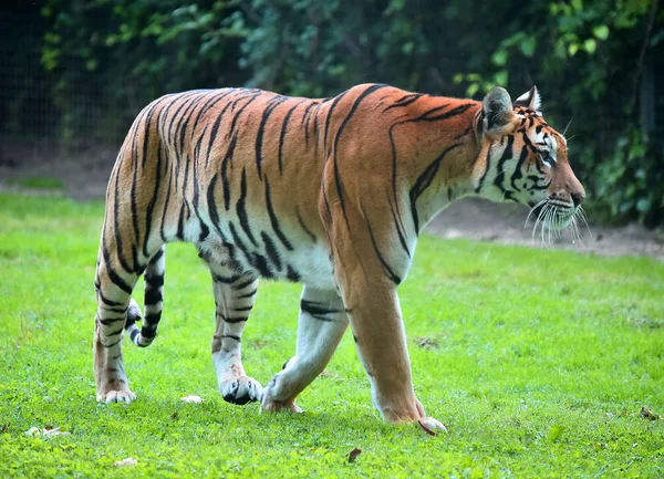 Сердитый Тигр Сафари — стоковое фото