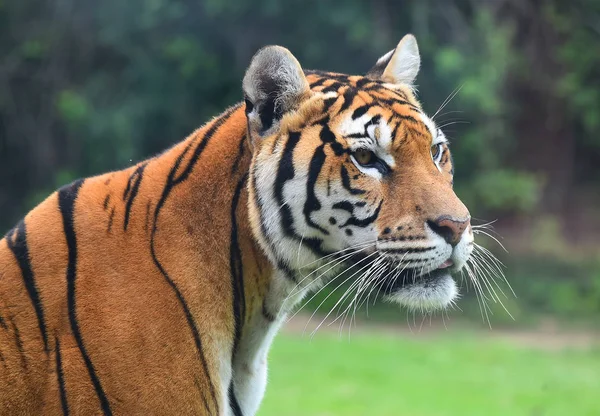 Boos Tijger Safari — Stockfoto