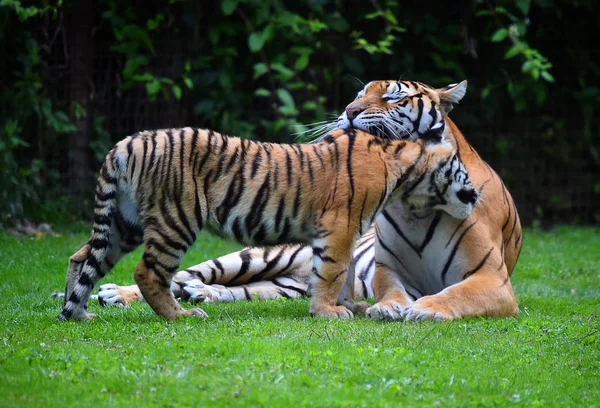 Gniew Tygrysa Safari — Zdjęcie stockowe