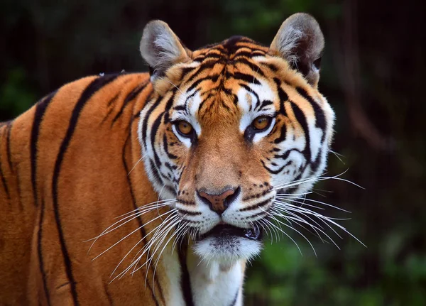 Boos Tijger Safari — Stockfoto