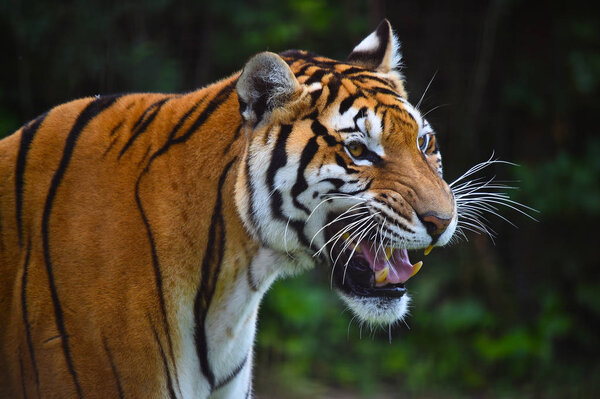 Angry tiger in safari
