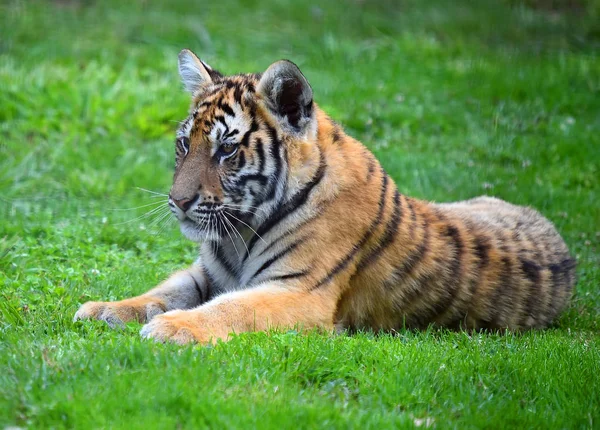 Tiger Von Bengal Auf Safari — Stockfoto