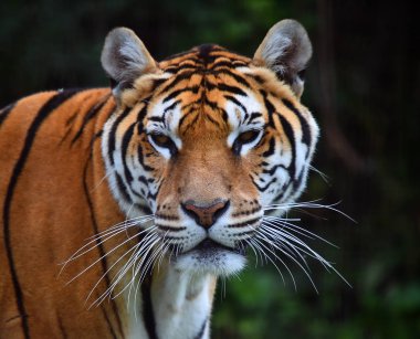 bengal kaplanı Safari