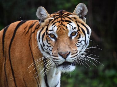 bengal kaplanı Safari