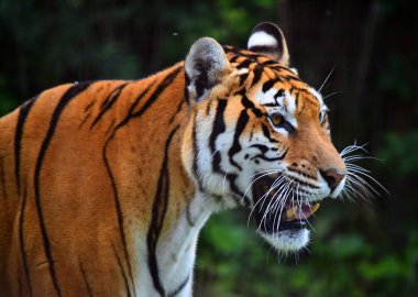 bengal kaplanı Safari