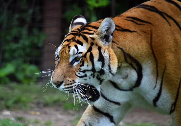 Tijger Van Bengalen Safari — Stockfoto