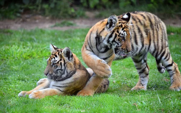 Tigre Del Bengala Safari — Foto Stock