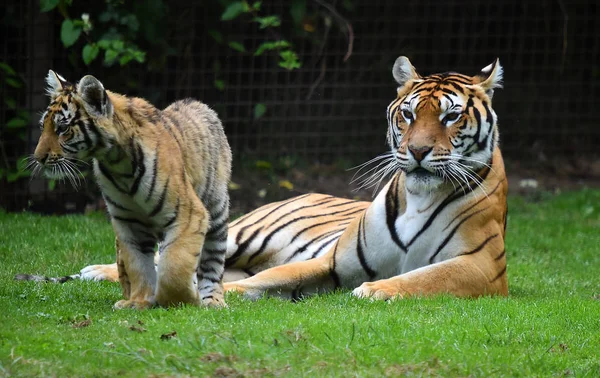 Tygrys Bengalski Safari — Zdjęcie stockowe
