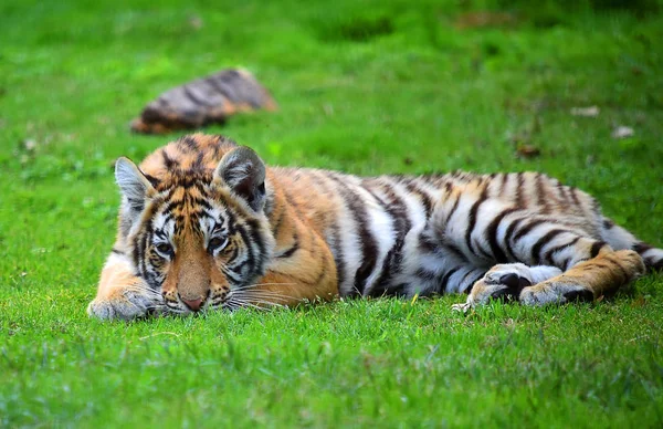 Tiger Bengal Safari — Stock Photo, Image
