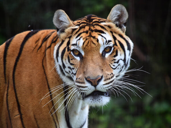Tiger of bengal in safari