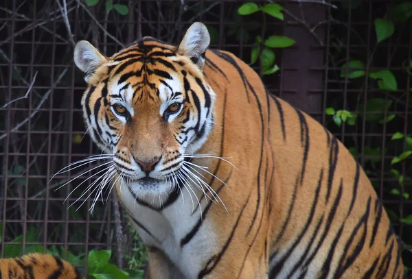 Tijger Van Bengalen Safari — Stockfoto