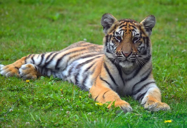 Tigre Bengala Safari — Foto de Stock