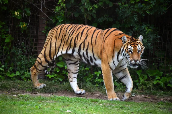 Tygrys Bengalski Safari — Zdjęcie stockowe