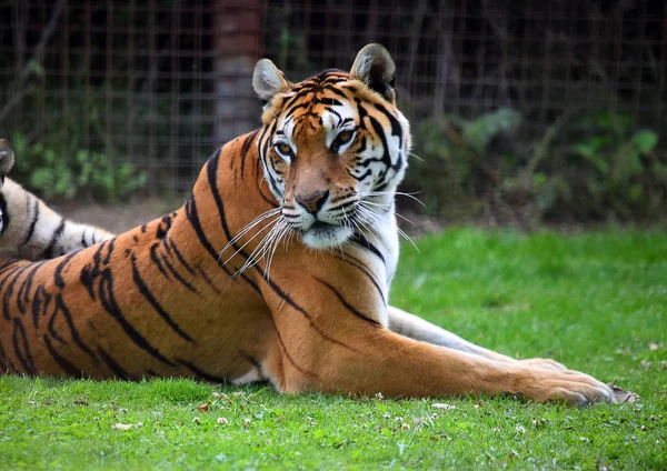 Tigre Bengala Safari —  Fotos de Stock