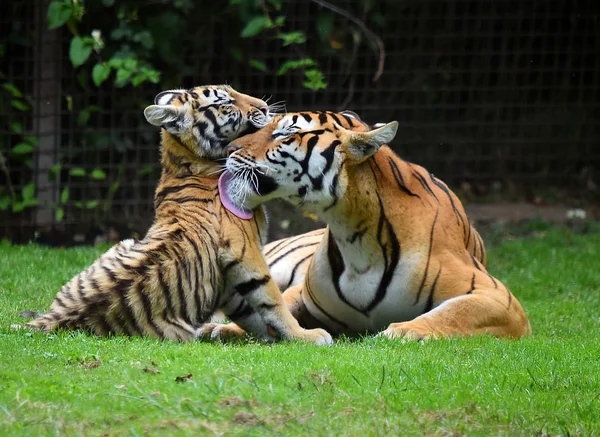 Tigre Bengala Safári — Fotografia de Stock