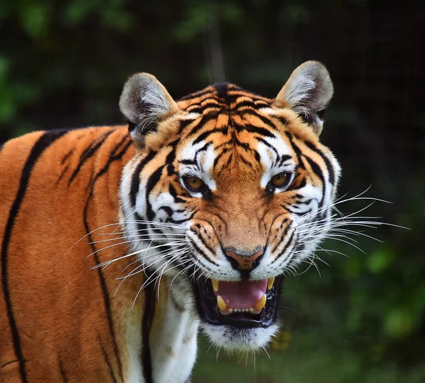 Tijger Van Bengalen Safari — Stockfoto