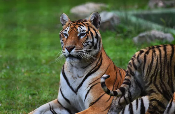 Tigre Bengala Safari — Foto de Stock