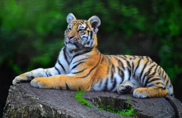 Tigre Bengala Safari — Foto de Stock