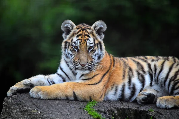Tiger Von Bengal Auf Safari — Stockfoto