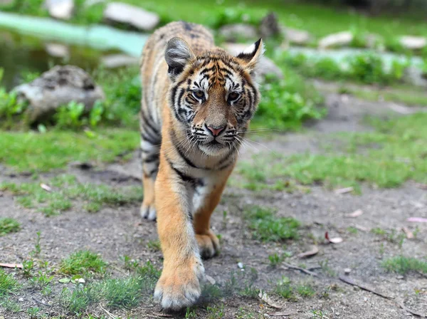 Tiger Bengal Safari — Stock Photo, Image