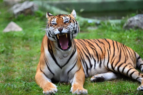 Tigre Del Bengala Safari — Foto Stock