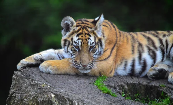 Tigre Bengala Safari — Foto de Stock