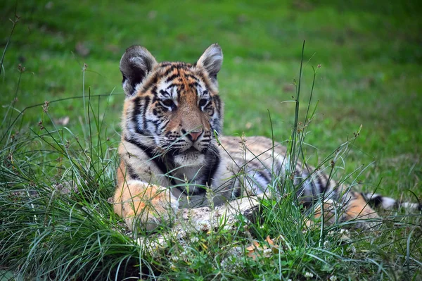 Bengal Kaplanı Safari — Stok fotoğraf