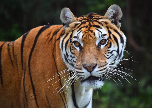 Tijger Van Bengalen Safari — Stockfoto