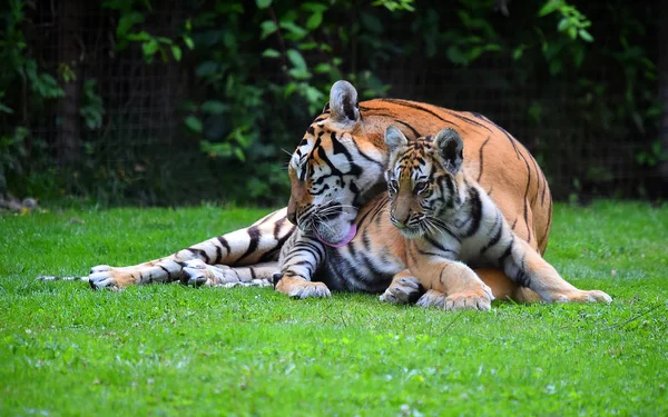 Tygrys Bengalski Safari — Zdjęcie stockowe