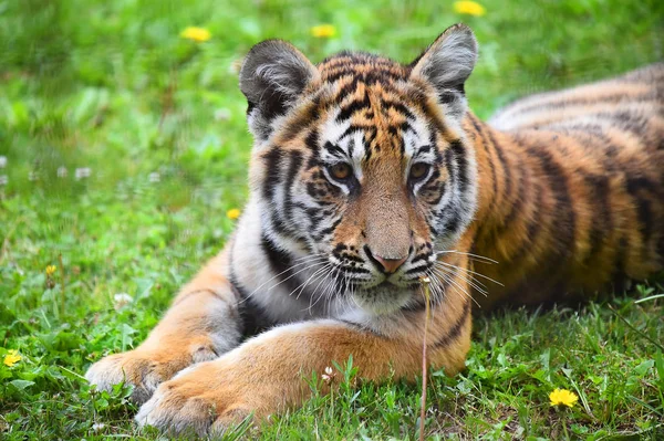 Tigre Bengala Safari — Foto de Stock