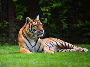bengal kaplanı Safari